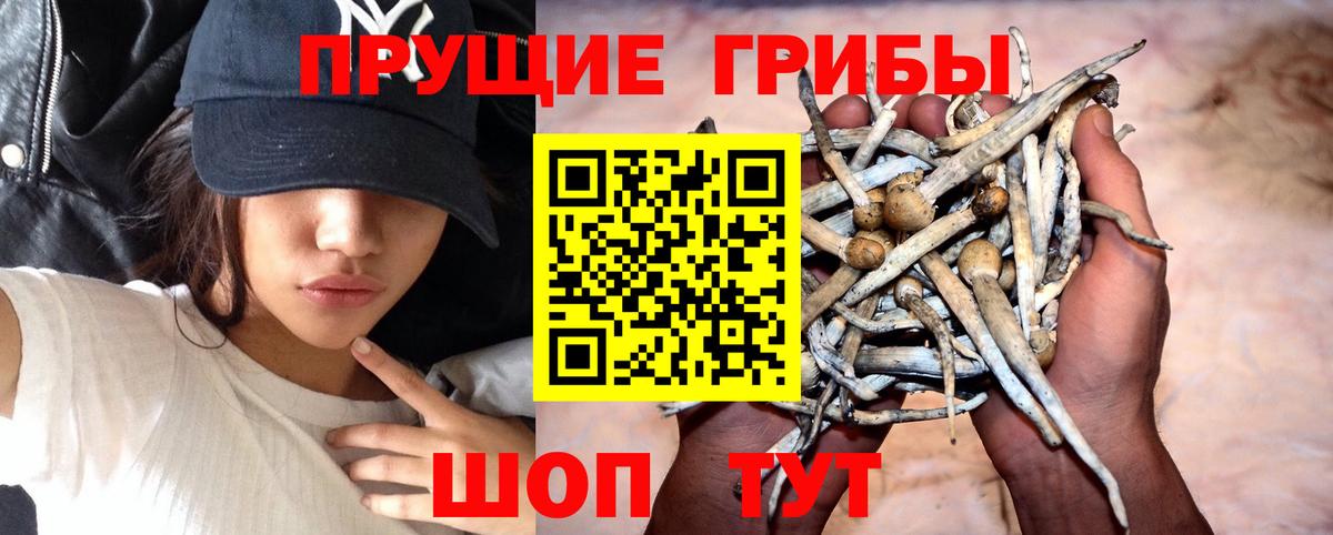 Псилоцибиновые грибы Magic Shrooms  Вход с VPN  Псилоцибиновые грибы мицелий  Хасавюрт 